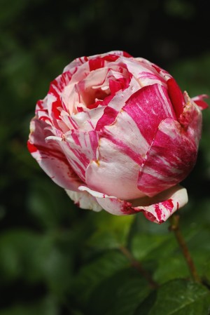 Variegated Rose 